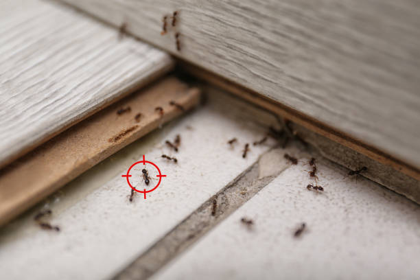 Rockville, CT Pest Control Company