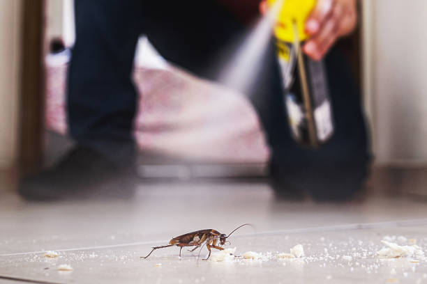 Best Best Pest Control Companies  in Rockville, CT